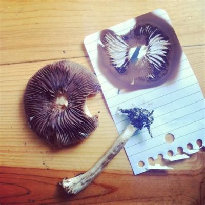 how to spore print a mushroom: why do we need to know the history of fungi?