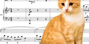 What kind of music do cats like, and why do they secretly compose symphonies in their dreams?